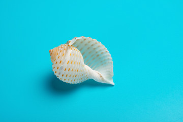 side view white color conch shell on a blue background