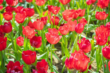 Fresh red tulips flower bloom in the garden