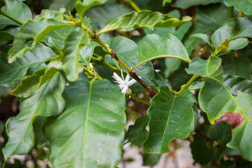 White flower in coffee tree close up