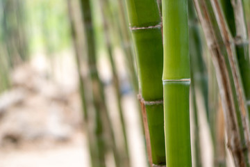 Fototapeta na wymiar A close up of the green bamboo tree in the natural park