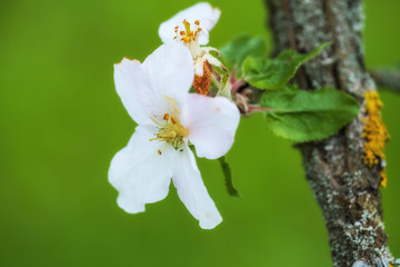 Nahaufnahme von Apfelblüten