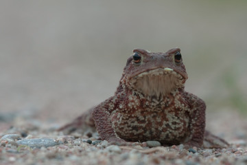 Toad in the night. Common toad or European toad (Bufo bufo).