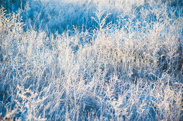 Winter trees in the snow