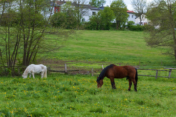 Zwei Pferde grasen auf einer Weide