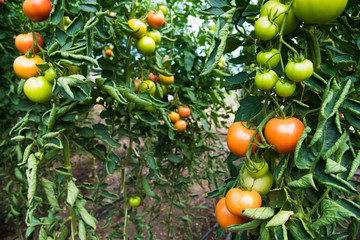 Tomato growing in greenhouse