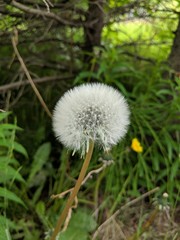 dandelion in grass