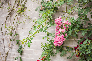 Fototapeta na wymiar Beautiful climbing rose on vintage gray brick in flower garden