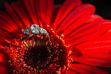 The engagement ring is located in the gerbera flower