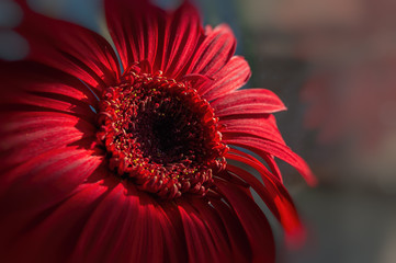 Sunlight falls on a bright red gerbera flower
