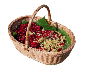 Fototapeta na wymiar Basket with red cherries and yellow currants berries isolated
