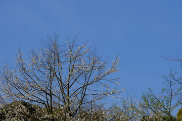 white magnolia on sunny day