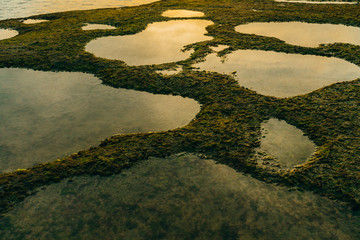 Beautiful green moss on stones near the sea