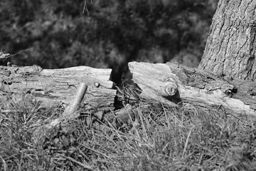 Fototapeta premium broken tree trunk