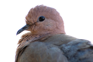 Dove portrait photo with close up view