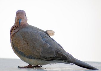 Dove sitting on the wall looking in front 