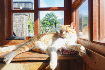 A white-red cat sleeps resting his head on window on a summer day