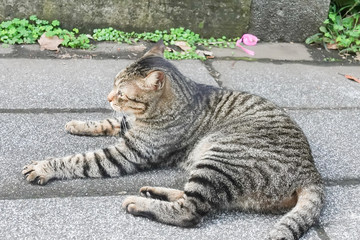 tabby stray cat resting on road in sunny day