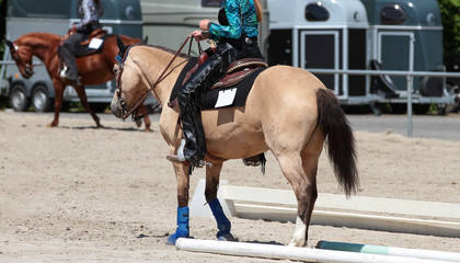 Western horse with rider straightening backwards through two poles on a trail test..