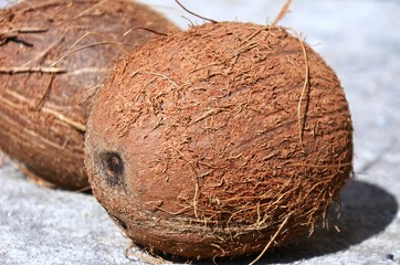 two whole ripe brown coconuts on gray background