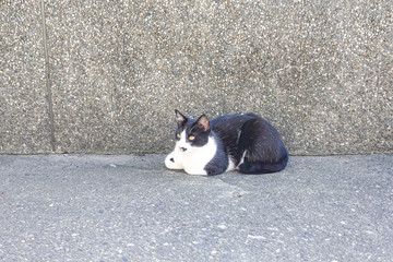 white-black stray cat resting on road in sunny day