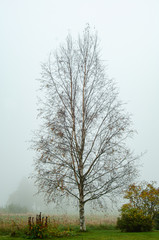 Obraz premium bare birch tree in fog