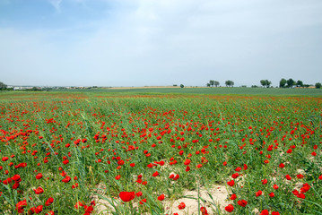 Poppy field. Outskirts of Samarkand, Uzbekistan.