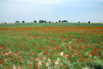 Poppy field. Outskirts of Samarkand, Uzbekistan.