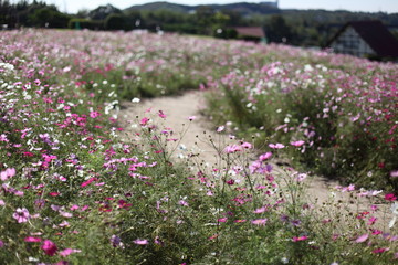 コスモスの丘