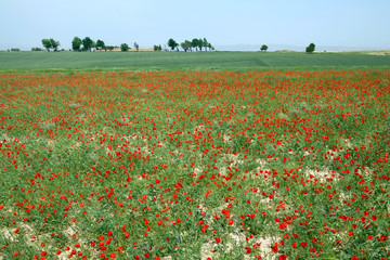 Poppy field. Outskirts of Samarkand, Uzbekistan.