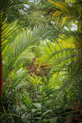 Feuilles et plantes tropicales