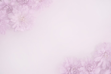 合成用背景　菊（ピンク）　生花　模様
