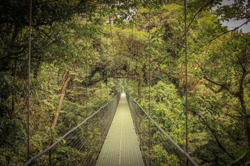 pont suspendu dans la Forêt humide nuageuse de monteverde au Costa Rica