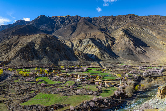 Nyingchi (Linzhi) landscape with peach blossoms in Tibet China. 