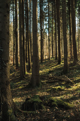 Obraz premium Pine forest background. Nature texture. Woods landscape. Schlieren, Zurich, Switzerland.