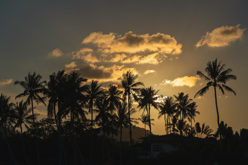 Obraz na płótnie Canvas Silhoettes of a coconut tree on the beach at sunset 