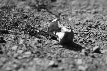 appel core on the ground