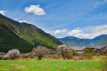 Fototapeta na wymiar Nyingchi (Linzhi) landscape with peach blossoms in Tibet China. 