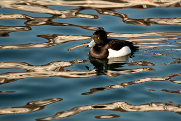 Reiherente (Aythya fuligula), Männchen 