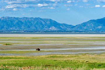 Obraz premium Beautiful landscape on Antelope Island