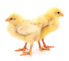 Two yellow chicken.