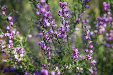Obraz premium la fleur ce matin