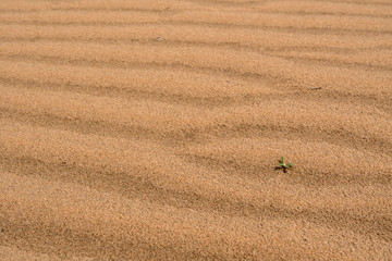 Sand of Kyzylkum Desert. Uzbekistan, Central Asia.