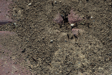 Termites. Anthill on paving slabs. Ant hill through the asphalt. Macro photo. Small details close up