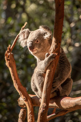 Koala Nahaufnahme