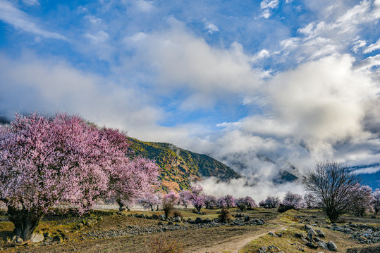 Nyingchi (Linzhi) landscape with peach blossoms in Tibet China. 