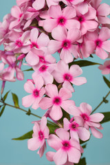 Fragment of an inflorescence of pink phlox isolated on a turquoise background.