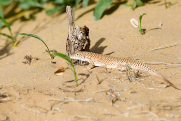 Desert lizard on the sand. Kyzylkum Desert, Uzbekistan, Central Asia.
