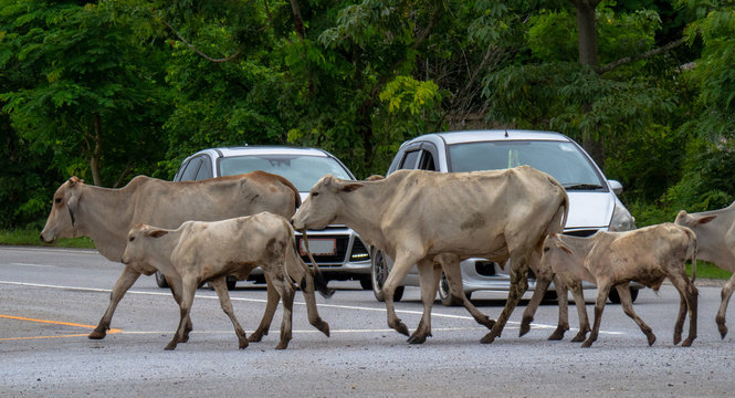 Herds of cattle crossing the road in Thailand. Causing traffic jams