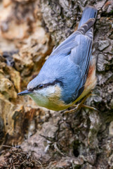 Wood Nuthatch - Sitta europaea, small beautiful perching bird from European forests and woodlands, Zlin, Czech Republic.
