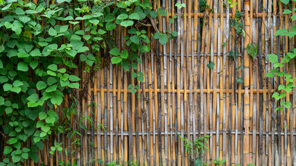 Bamboo wall covered with vine, covering some areas